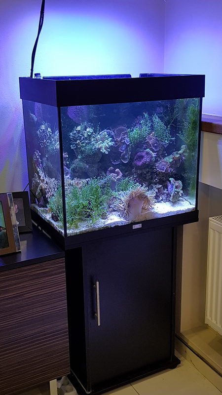 Морской аквариум 150л с каулерпой и актиниями. 11000₽