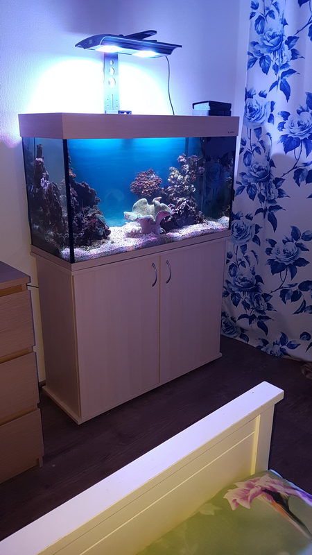 Морской аквариум 200л с мягкими кораллами. 10000₽