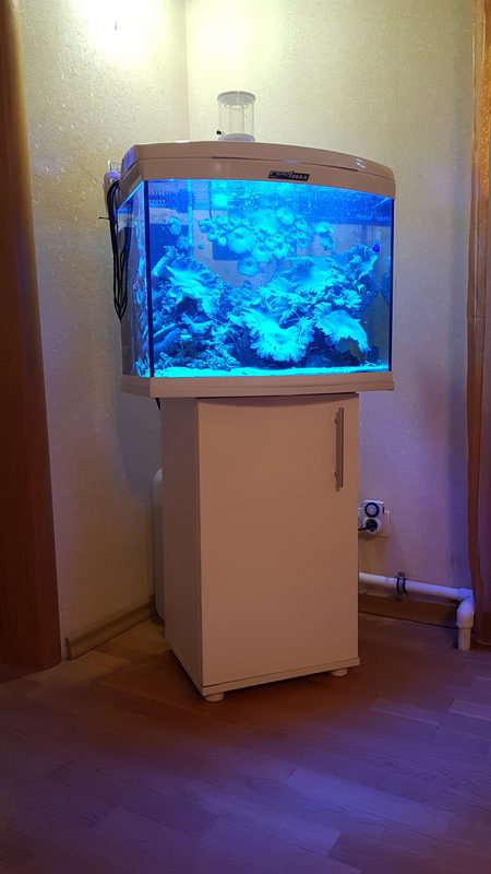 Морской риф в детской. 100л с мягкими кораллами. 10000₽