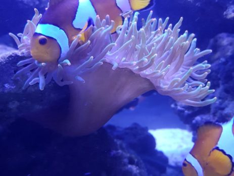 Актинии в морском аквариуме с рыбками