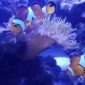 Актинии в морском аквариуме с рыбками
